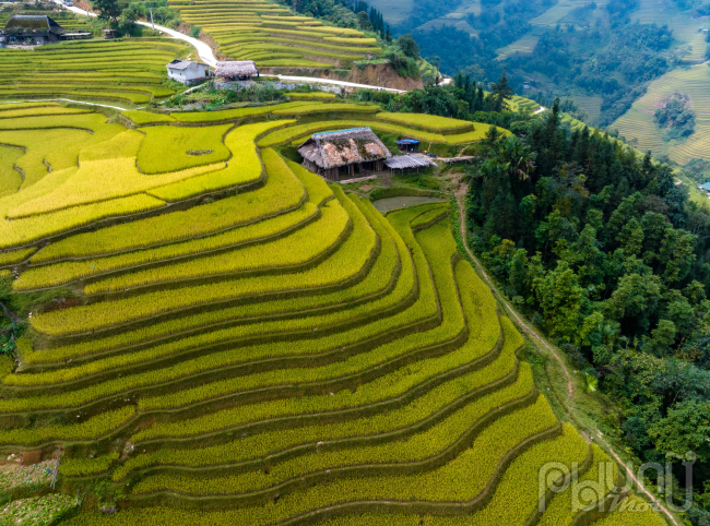 Ngắm mùa vàng ở Xà Phìn (Vị Xuyên, Hà Giang) - Ảnh 7.