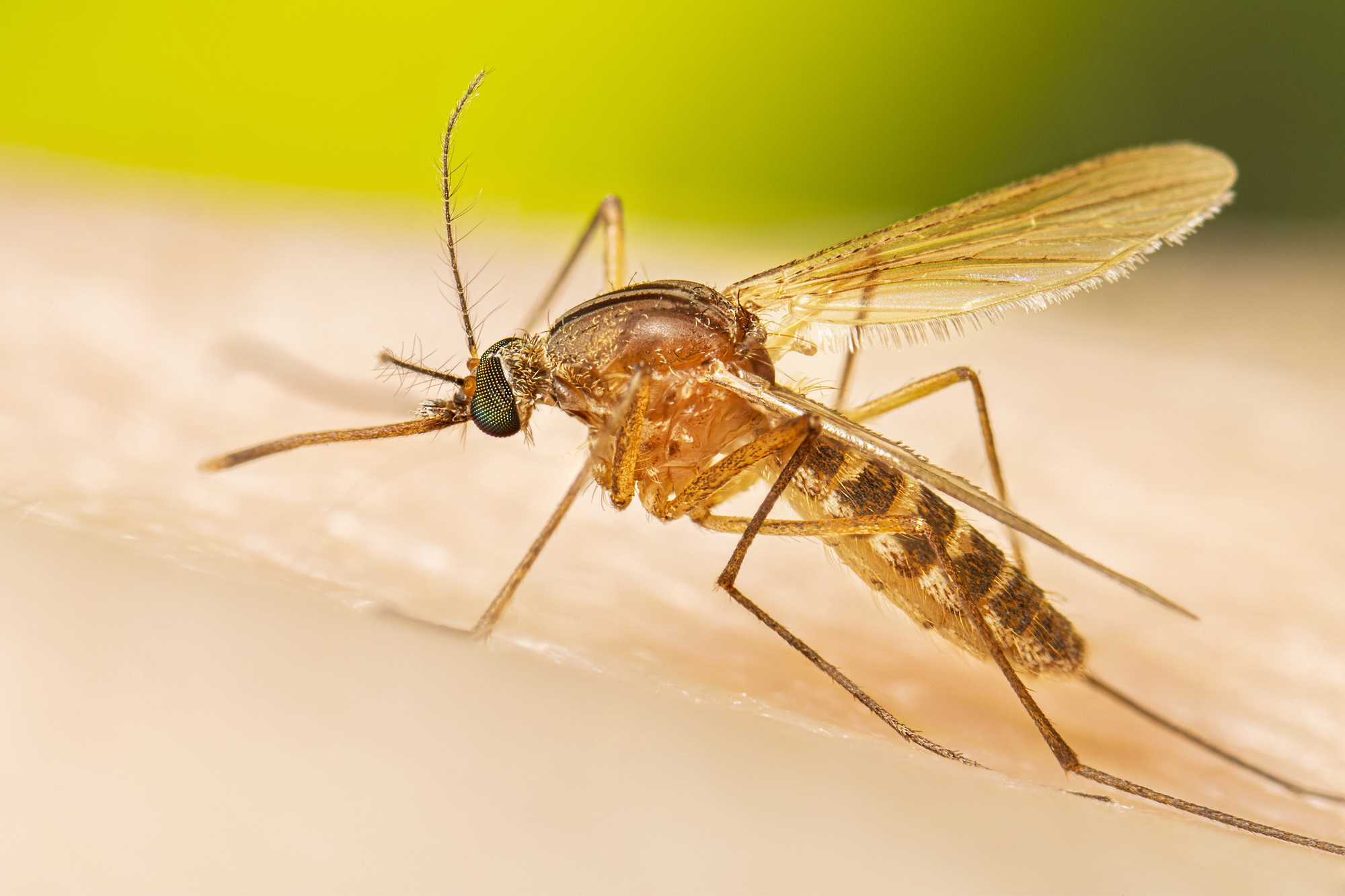 Mỹ huy động hàng triệu con muỗi lên trực thăng để cứu loài vật đang có nguy cơ tuyệt chủng - Ảnh 2.
