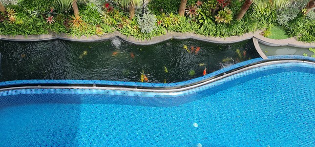 Biệt thự chuồn chuồn kết hợp bể bơi vô cực và hồ cá Koi - Ảnh 9.