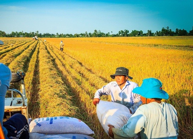 Bất ngờ về những thị trường lớn nhất nhập khẩu gạo Việt Nam - Ảnh 1.