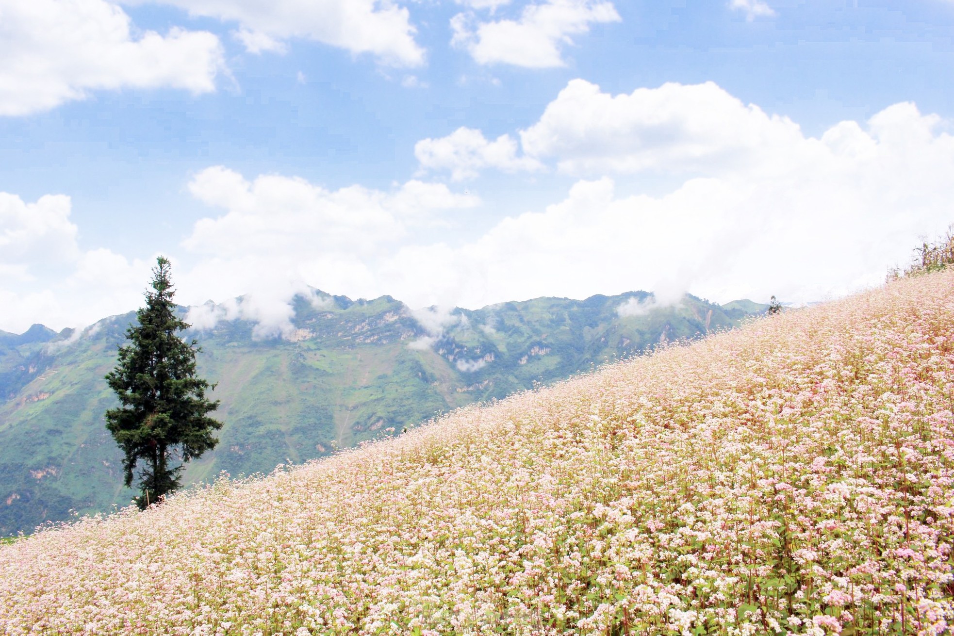 Hoa tam giác mạch phủ hồng 'thảo nguyên Thụy Sĩ giữa lòng Hà Giang' - Ảnh 5.
