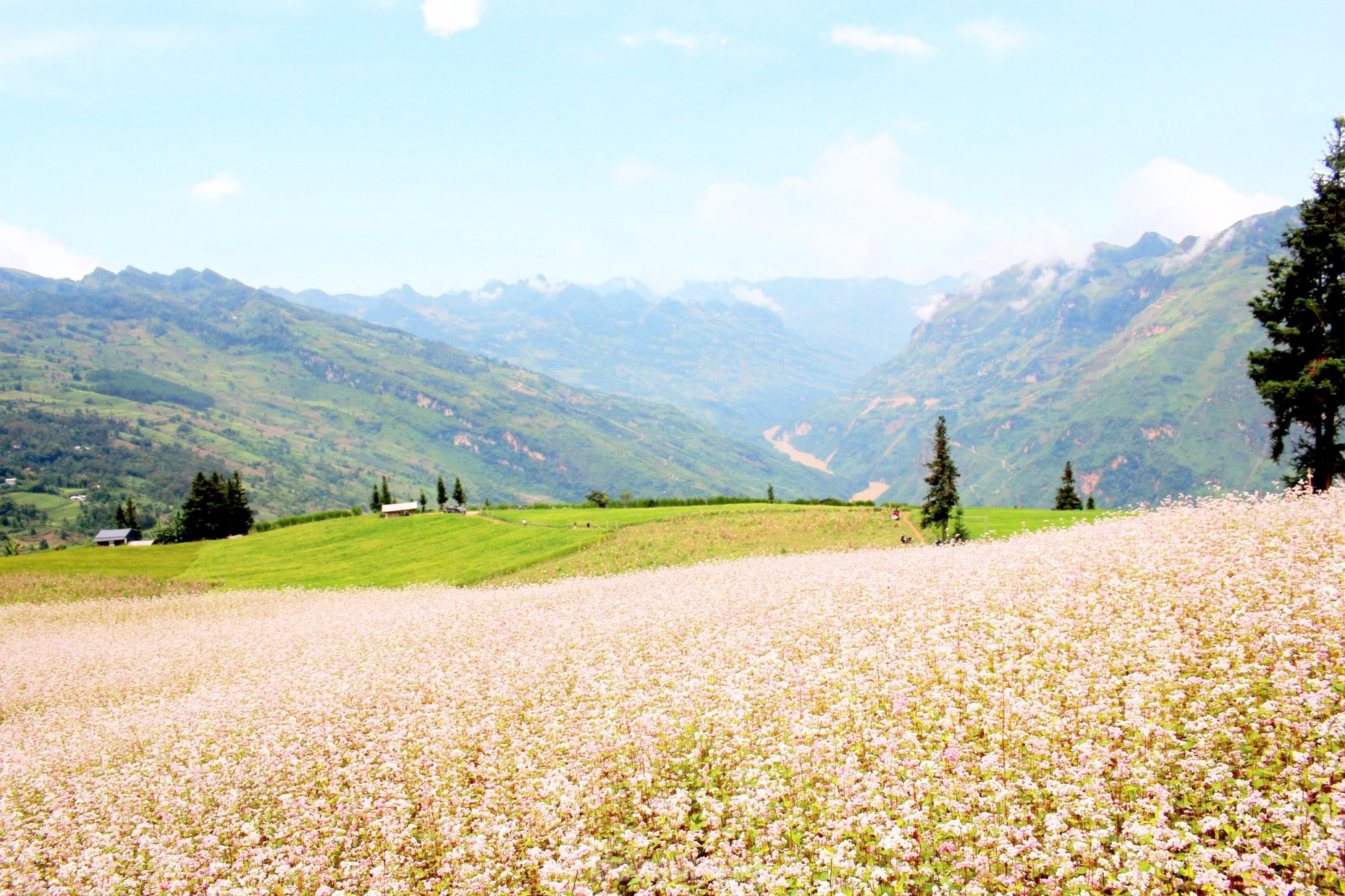Hoa tam giác mạch phủ hồng 'thảo nguyên Thụy Sĩ giữa lòng Hà Giang' - Ảnh 4.