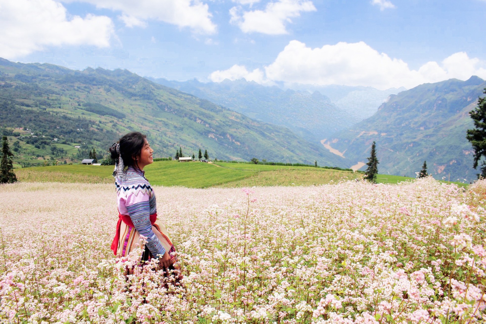 Hoa tam giác mạch phủ hồng 'thảo nguyên Thụy Sĩ giữa lòng Hà Giang' - Ảnh 8.