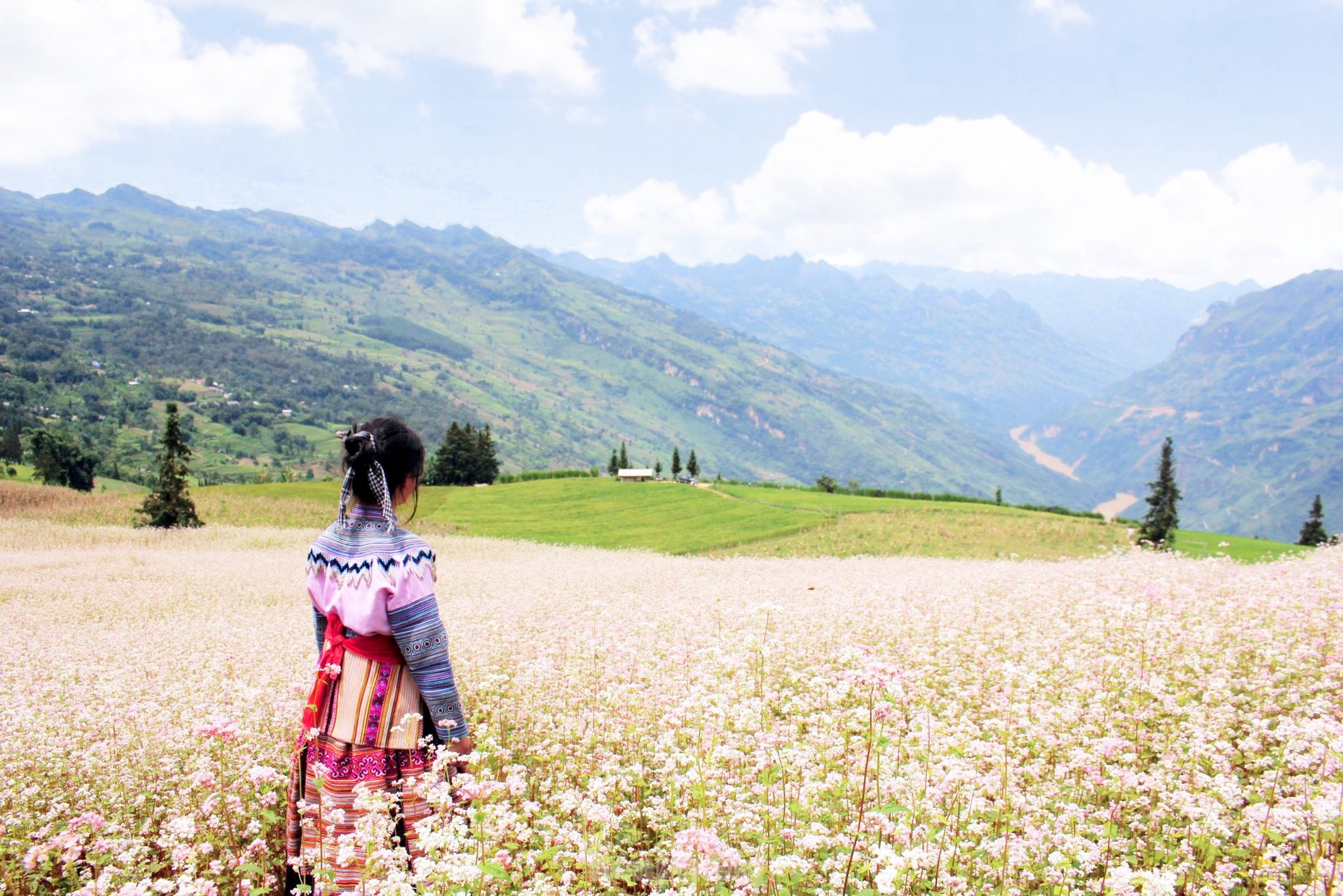 Hoa tam giác mạch phủ hồng 'thảo nguyên Thụy Sĩ giữa lòng Hà Giang' - Ảnh 11.
