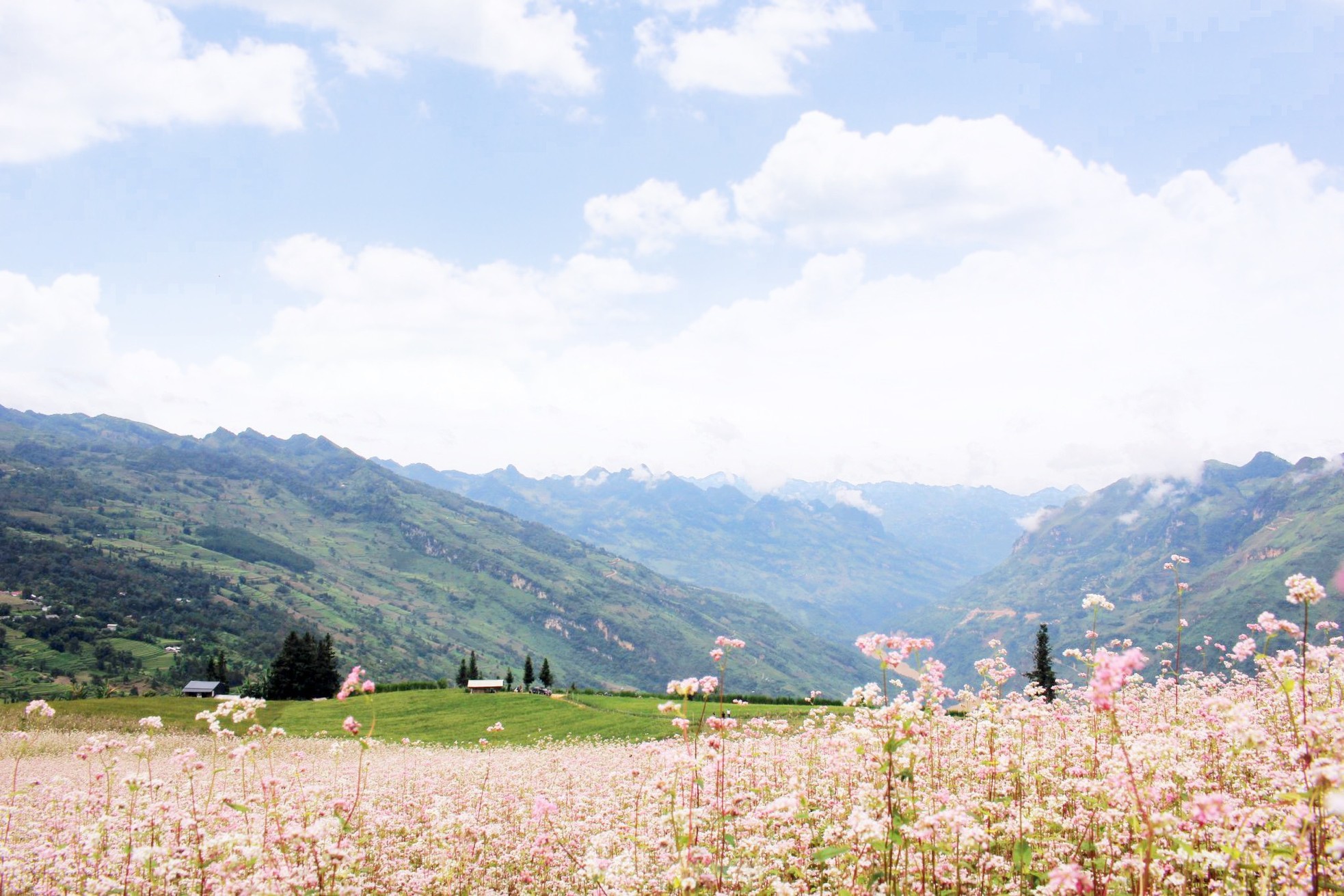 Hoa tam giác mạch phủ hồng 'thảo nguyên Thụy Sĩ giữa lòng Hà Giang'