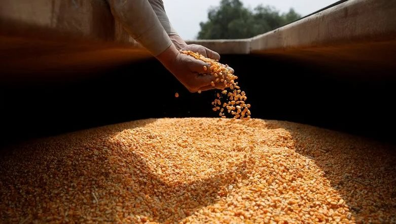 “Ông trùm” nông sản mới của thế giới bất ngờ tăng xuất khẩu loại hạt giá rẻ đến Việt Nam, sản lượng tăng gần 400% trong 9 tháng - Ảnh 1.