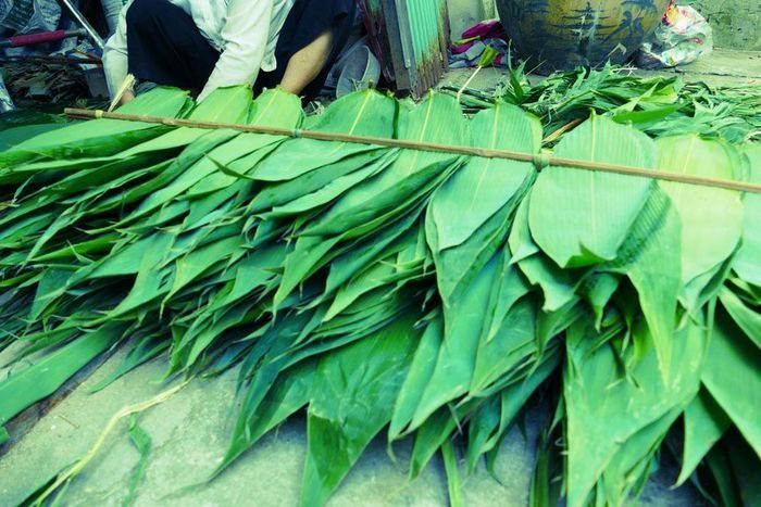 Một loại lá mọc hoang ở Việt Nam chẳng ai lấy, sang nước ngoài bỗng thành hàng 'hot': xuất khẩu với giá đắt đỏ, thu về hàng chục tỷ đồng - Ảnh 3.