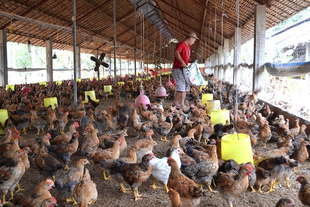 Giá gà thấp hơn giá thành sản xuất, người chăn nuôi thua lỗ - Ảnh 1.