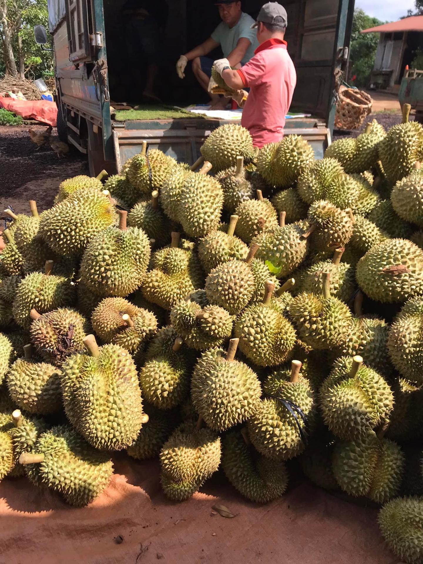 Sầu riêng