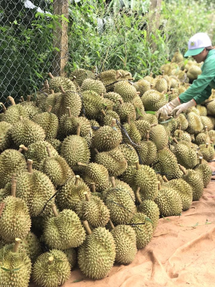 Sầu riêng