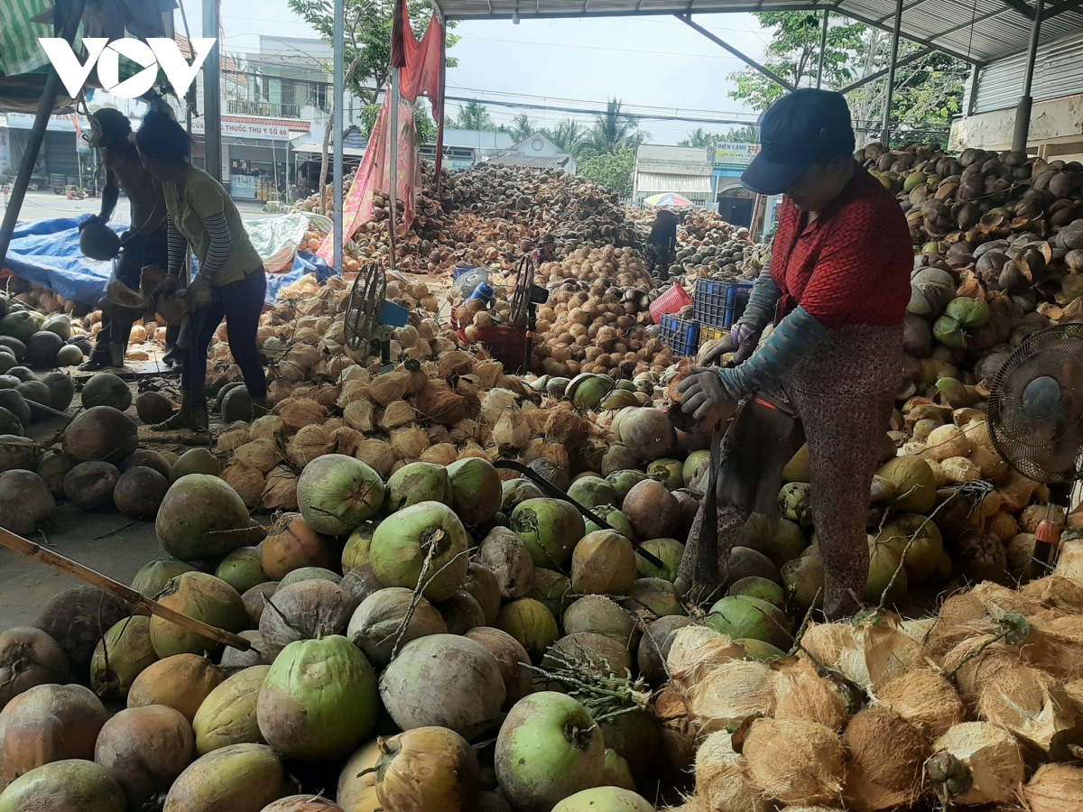 Trái dừa sẵn sàng xuất khẩu chính ngạch sang thị trường Trung Quốc - Ảnh 1.
