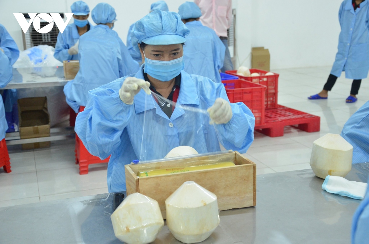 Trái dừa sẵn sàng xuất khẩu chính ngạch sang thị trường Trung Quốc - Ảnh 2.