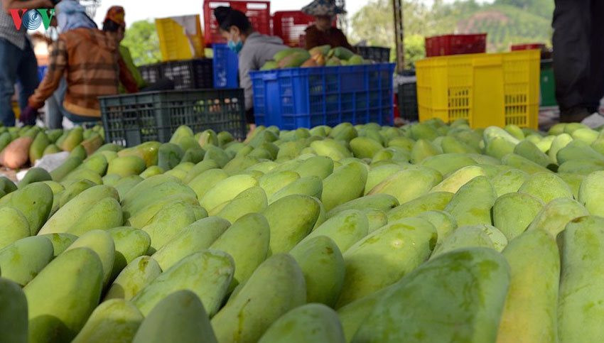 Một loại quả Việt Nam đang được người Hàn Quốc cực kỳ mê mẩn, xuất khẩu tăng trong 9 tháng đầu năm 'bỏ túi' hơn 170 tỷ đồng - Ảnh 1.