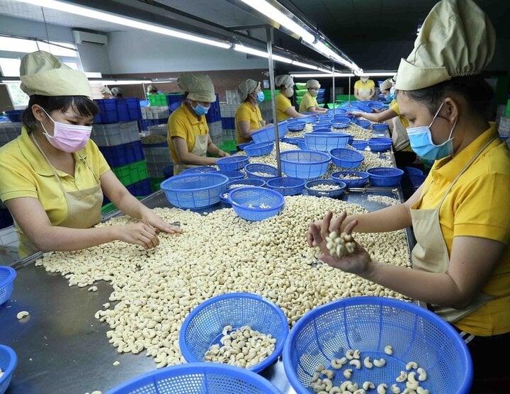Trung Quốc ồ ạt gom mua hạt điều của Việt Nam: Hiệp hội điều khuyến cáo gì? - Ảnh 1.