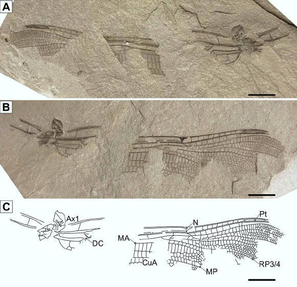 Anh: Phát hiện hóa thạch chuồn chuồn 200 triệu tuổi y hệt loài hiện đại - Ảnh 1.