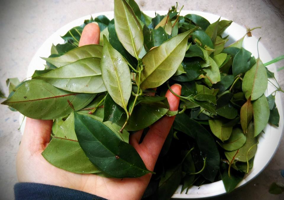 1 loại cây có tên gọi đọc “méo cả mồm”, giúp giải nhiệt, tiêu độc, trị dạ dày cực hiệu quả: Mọc hoang khắp vùng thôn quê Việt - Ảnh 3.