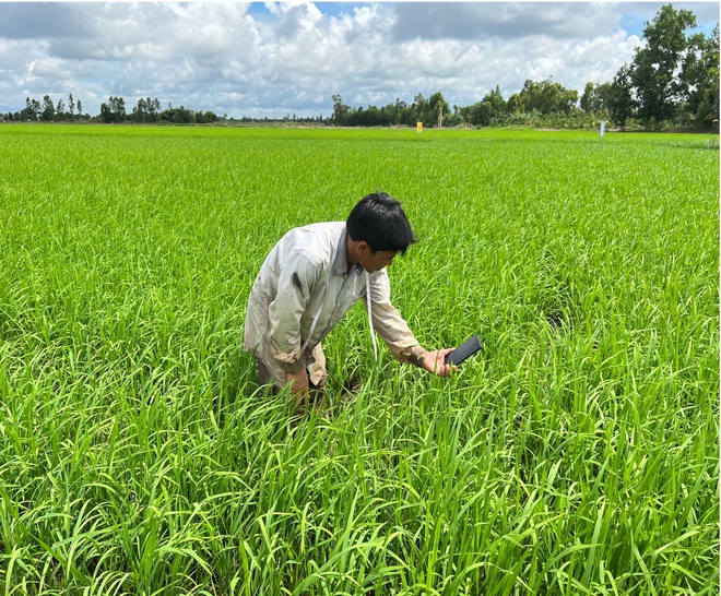 Doanh nghiệp phân bón khuyến cáo nông dân bón ít hơn và câu chuyện phát triển nông nghiệp bền vững vùng Đồng bằng Sông Cửu Long - Ảnh 5.