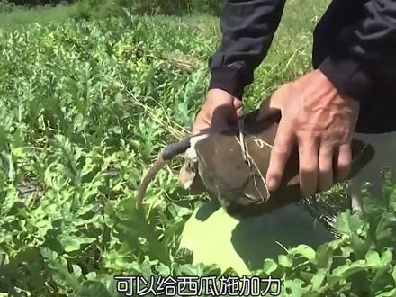 Kỳ lạ nông dân Trung Quốc cứ trồng dưa hấu là đặt cục đá lên trên, chuyên gia: Rất khôn ngoan! - Ảnh 2.