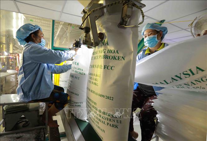 Xuất khẩu gạo Việt Nam thiết lập kỷ lục mới - Ảnh 1.