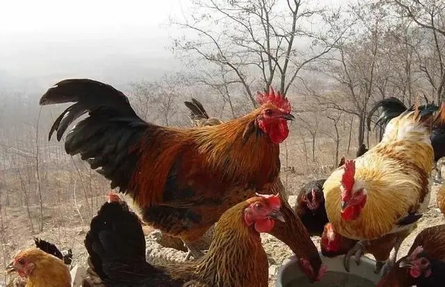 Loài vật bé nhỏ gây thiệt hại 100 tỷ đồng mỗi năm: Trung Quốc huy động gấp gần 3 triệu con gà  - Ảnh 3.