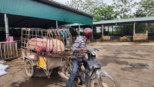 Nghịch lý giá lợn hơi giảm sâu nhưng ra chợ phải mua thịt đắt gấp 3 lần - Ảnh 3.