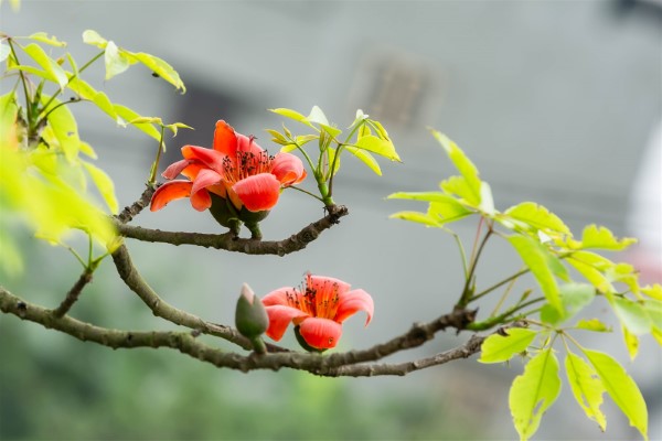 4 loại cây mọc dại dễ kiếm là kháng sinh mạnh lành tính người Việt không biết để dùng - Ảnh 3.