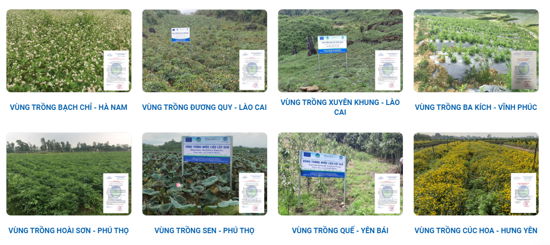 Dược liệu Việt Nam Vietmec - Doanh nghiệp tiên phong nâng tầm dược liệu Việt - Ảnh 2.