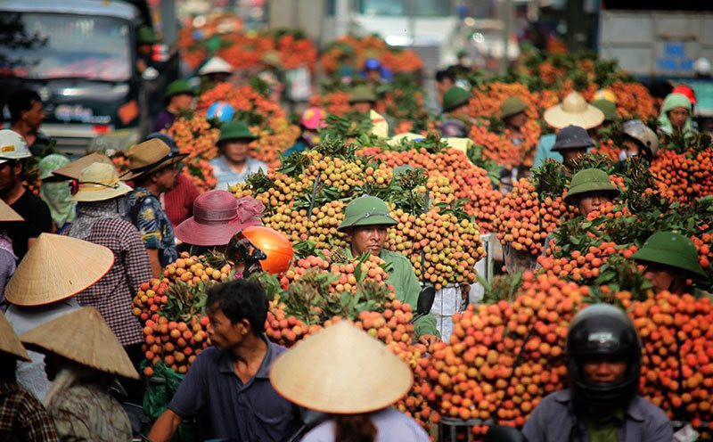 'Ruby đỏ' của Việt Nam ngon đến mức người Trung Quốc cũng phải tấm tắc khen: xuất khẩu mỗi năm hàng trăm nghìn tấn, chất lượng tốt nhất thế giới - Ảnh 1.