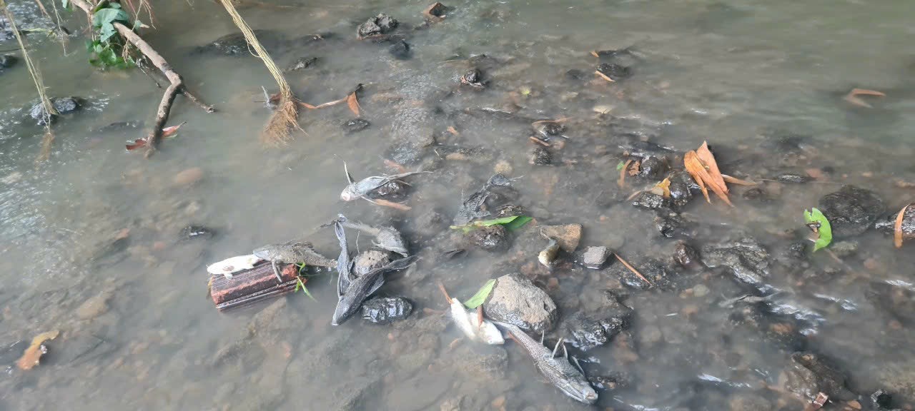 Cá chết bất thường ở Suối Bí, Đồng Nai - Ảnh 2.