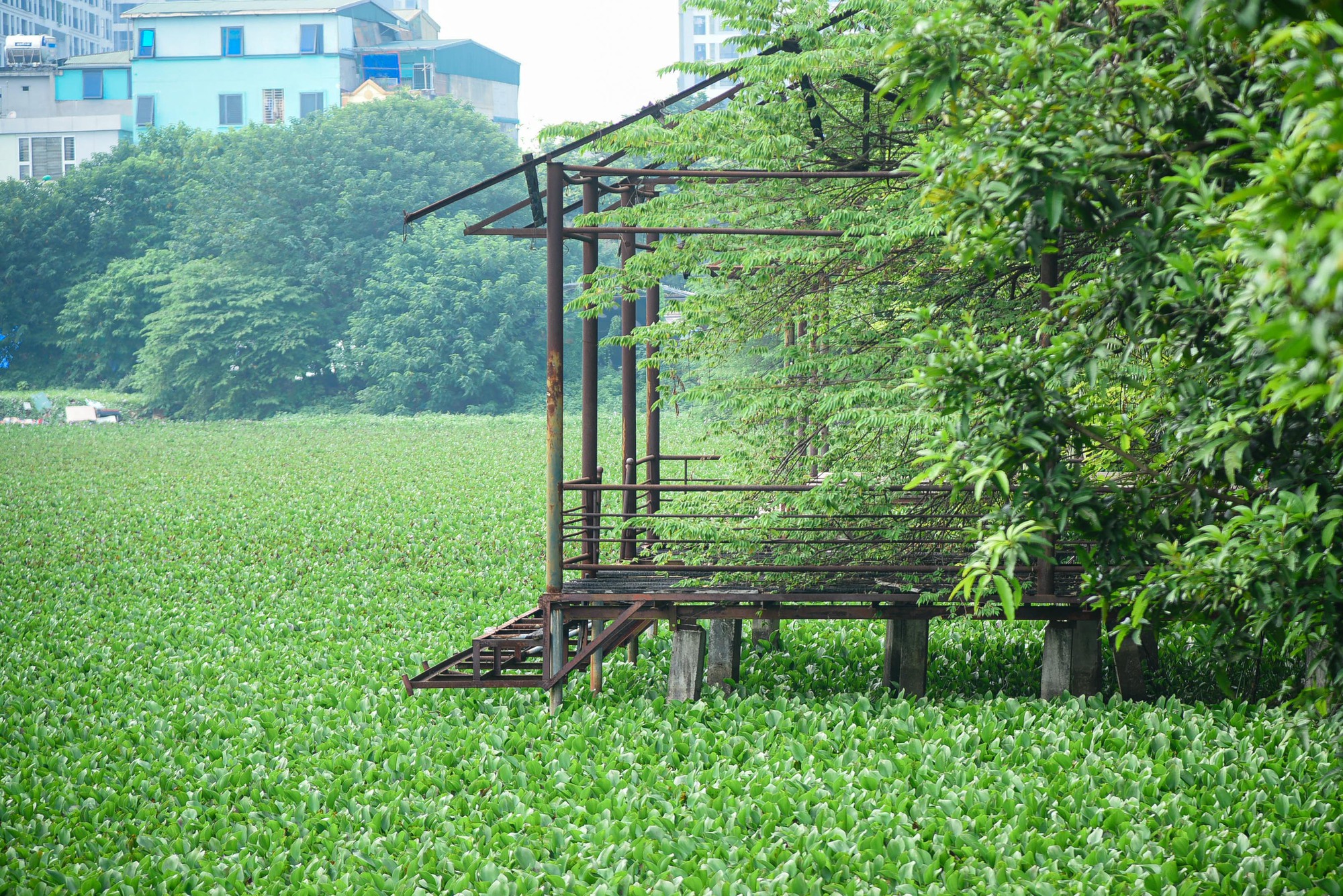 Khu sinh thái rộng hơn 15 ha ở quận Hoàng Mai bị bỏ hoang - Ảnh 7.