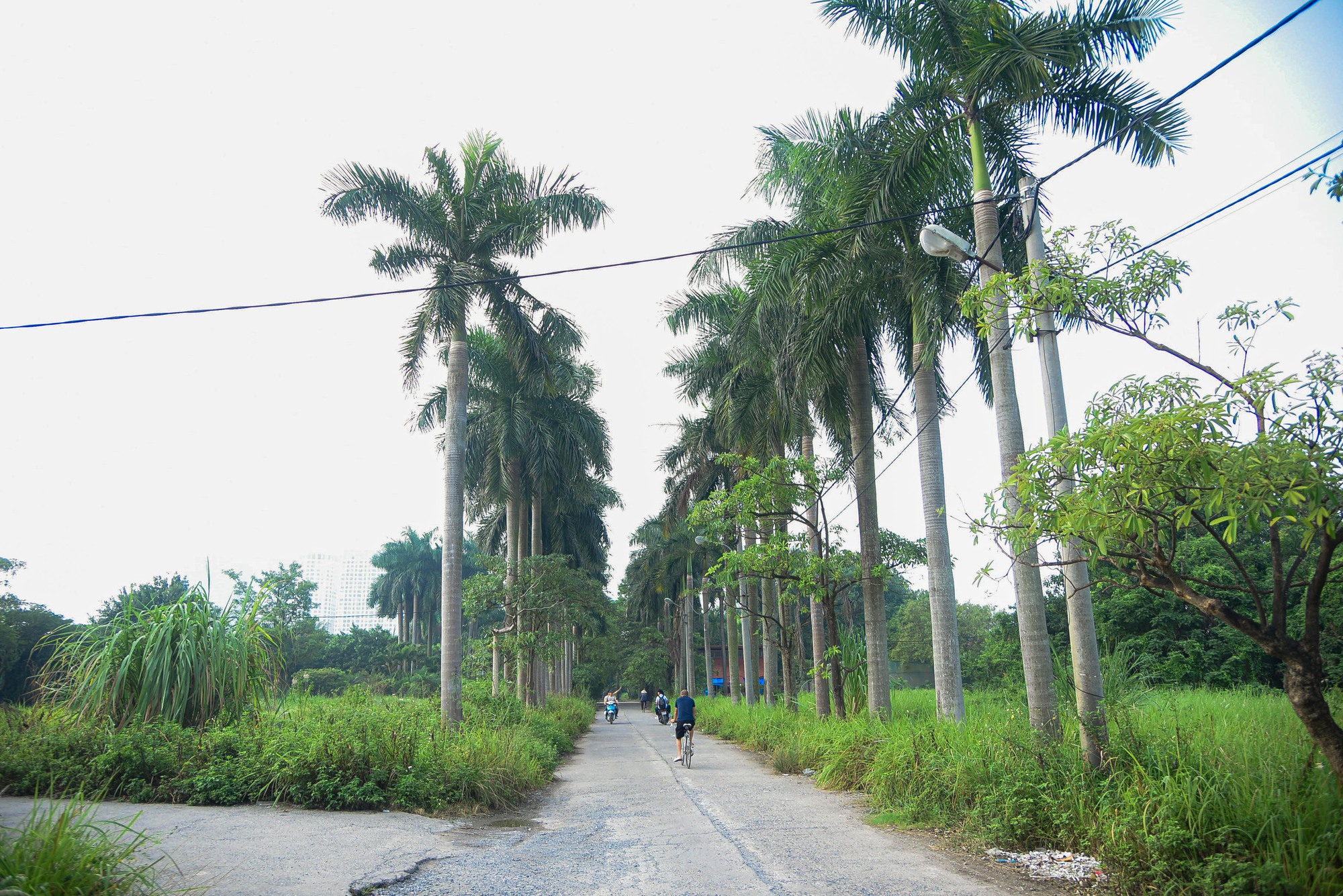 Khu sinh thái rộng hơn 15 ha ở quận Hoàng Mai bị bỏ hoang - Ảnh 2.