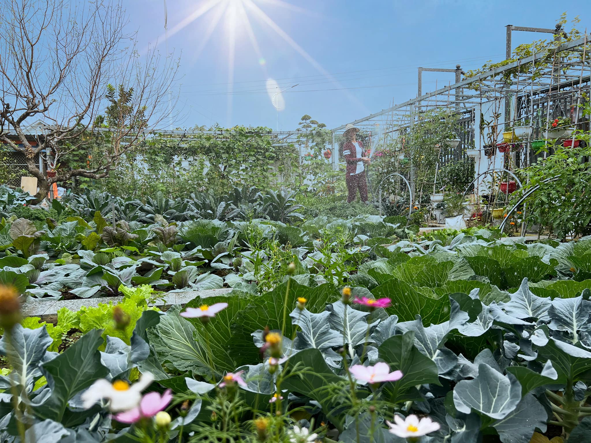Khu vườn rộng 300m2 sum suê rau trái, mùa nào thức nấy, tươi tốt um tùm của mẹ đảm 4 con ở Quảng Ninh- Ảnh 19.