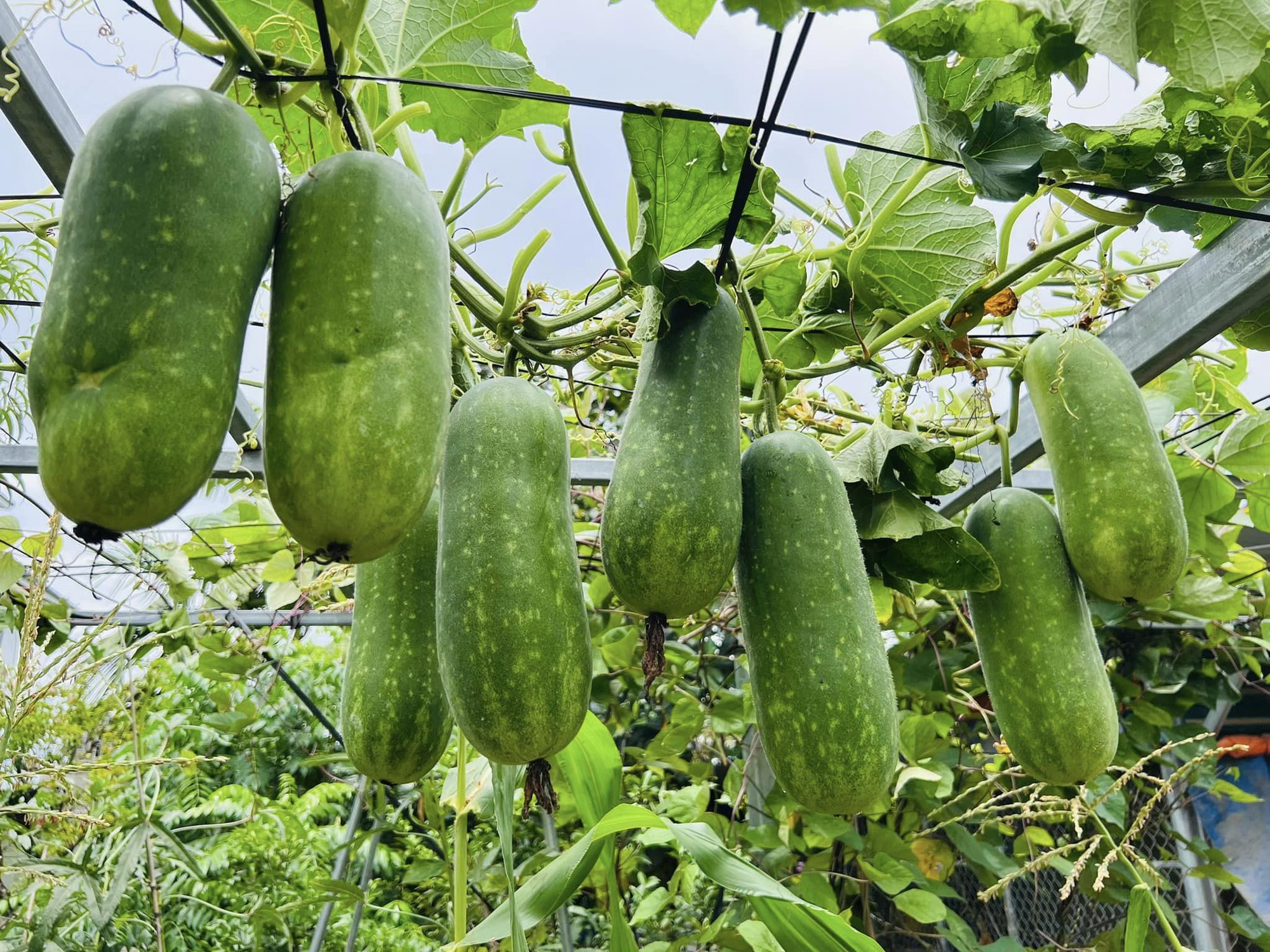 Khu vườn rộng 300m2 sum suê rau trái, mùa nào thức nấy, tươi tốt um tùm của mẹ đảm 4 con ở Quảng Ninh- Ảnh 20.