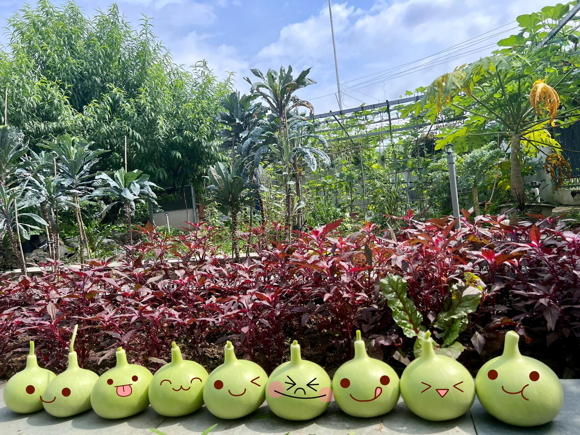 Khu vườn rộng 300m2 sum suê rau trái, mùa nào thức nấy, tươi tốt um tùm của mẹ đảm 4 con ở Quảng Ninh- Ảnh 12.
