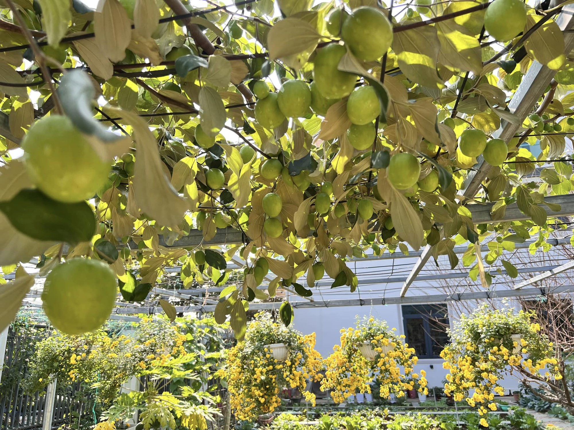 Khu vườn rộng 300m2 sum suê rau trái, mùa nào thức nấy, tươi tốt um tùm của mẹ đảm 4 con ở Quảng Ninh- Ảnh 6.