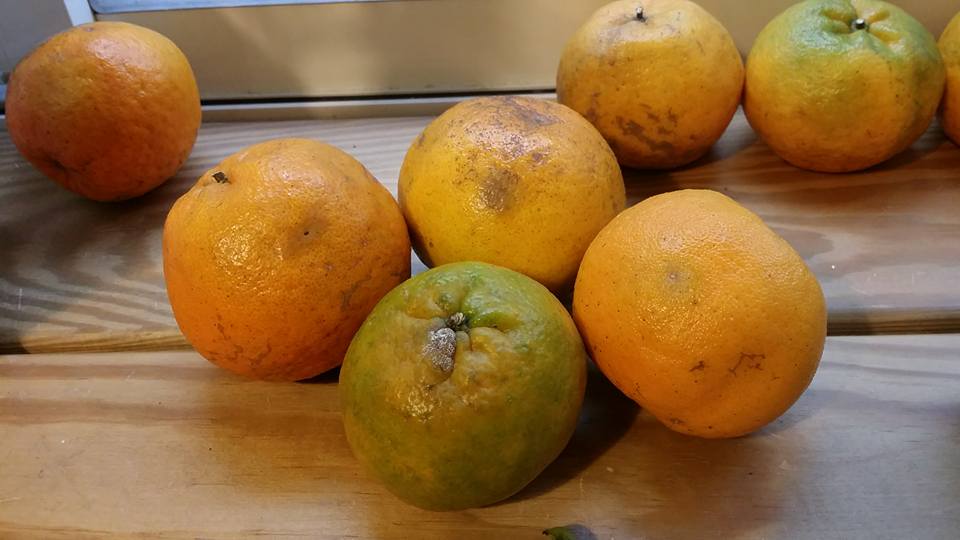 2 vợ chồng cùng mắc ung thư gan: Nguyên nhân đến từ loại trái cây độc gấp 68 lần asen mà họ thường ăn- Ảnh 3.
