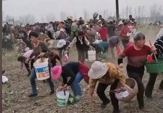 Trung Quốc: Chưa kịp thu hoạch nông sản, hàng trăm người đổ ra đồng &quot;cướp bóc&quot; gây thiệt hại hơn 670 triệu đồng, chủ hộ gào khóc trong bất lực - Ảnh 2.