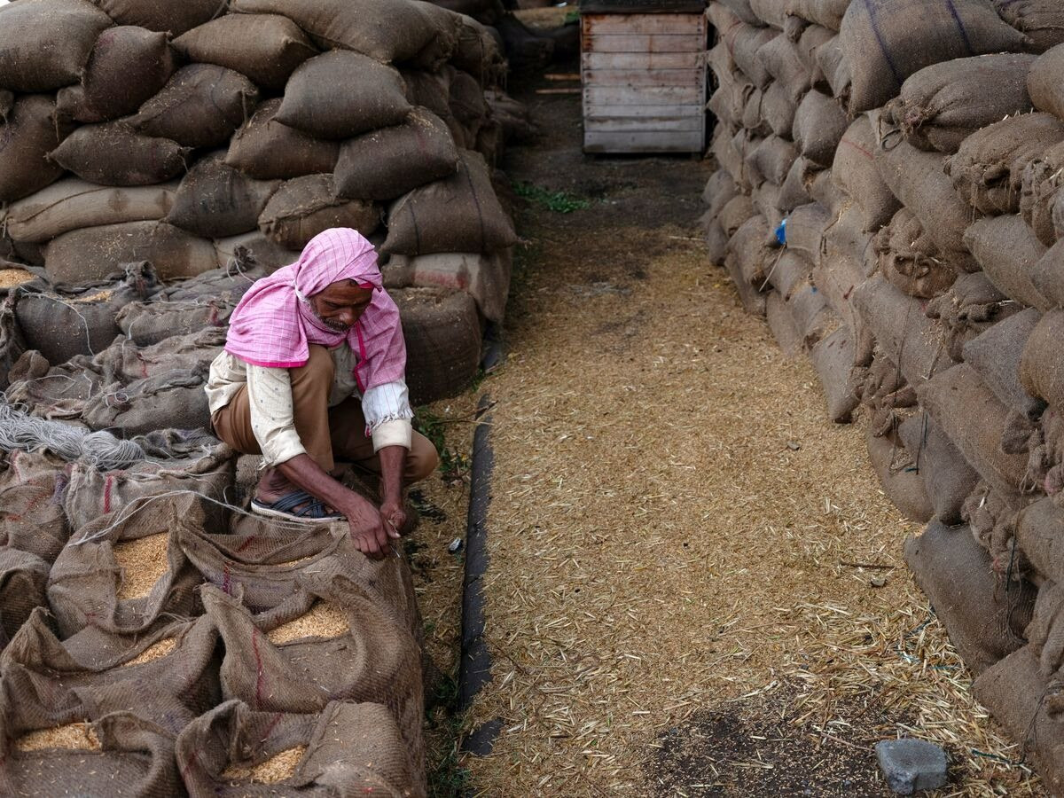 Ấn Độ sẽ kéo dài lệnh cấm xuất khẩu sang 2024, giá gạo toàn cầu dễ lại chao đảo - Ảnh 1.