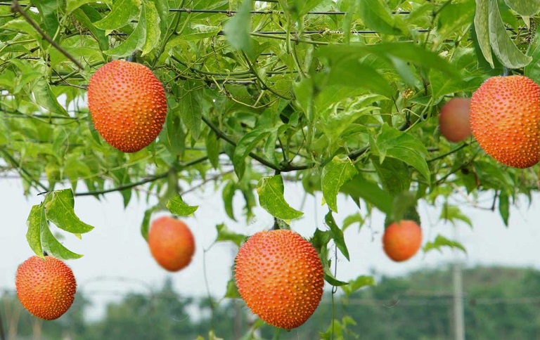 Việt Nam sở hữu 'loại quả từ thiên đường' khiến Trung Quốc mê không lối thoát, từ Á đến Âu coi như báu vật, xuất khẩu hàng nghìn tấn mỗi năm - Ảnh 1.