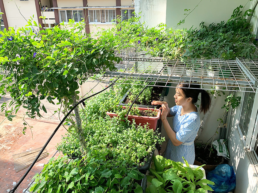 KTS Phạm Anh Tuấn: “View triệu đô” của ngôi nhà không nhất thiết phải đắt tiền, vài trăm nghìn vẫn có được - Ảnh 2.