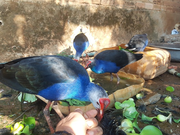 Độc lạ loài chim ở Việt Nam: Biết giữ nhà như chó, &quot;tính nóng như lửa&quot;, giá bán tiền triệu - Ảnh 6.