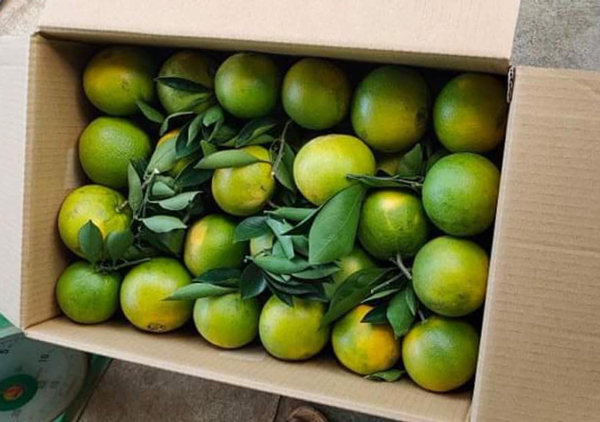 Không phải cam “tiến vua” xứ Nghệ, Việt Nam mới xuất hiện cam “ăn" trứng “uống” mật, giá hơn 2 triệu đồng/kg- Ảnh 8.