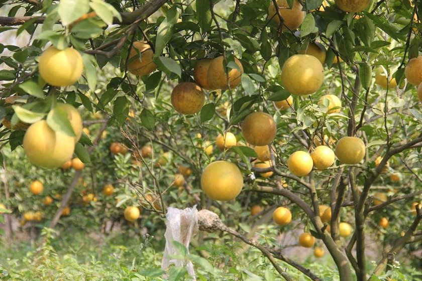 Không phải cam “tiến vua” xứ Nghệ, Việt Nam mới xuất hiện cam “ăn" trứng “uống” mật, giá hơn 2 triệu đồng/kg- Ảnh 4.