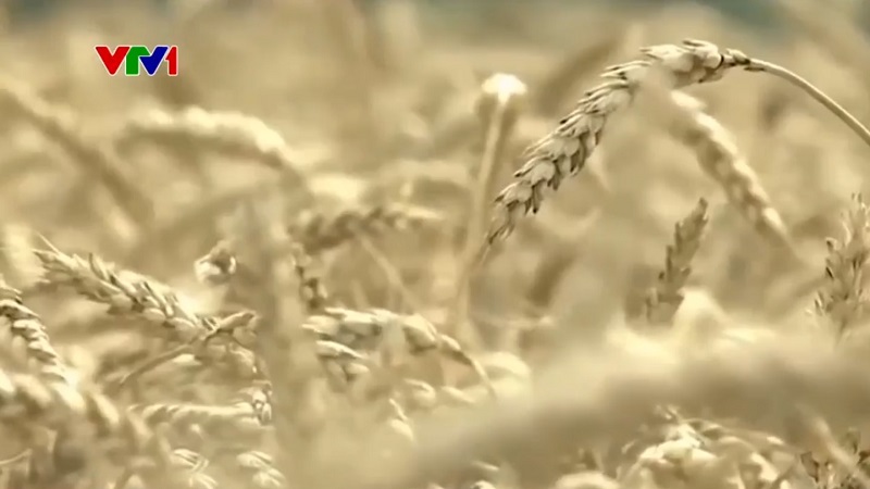 Nga cấm xuất khẩu lúa mì cứng trong 6 tháng - Ảnh 1.