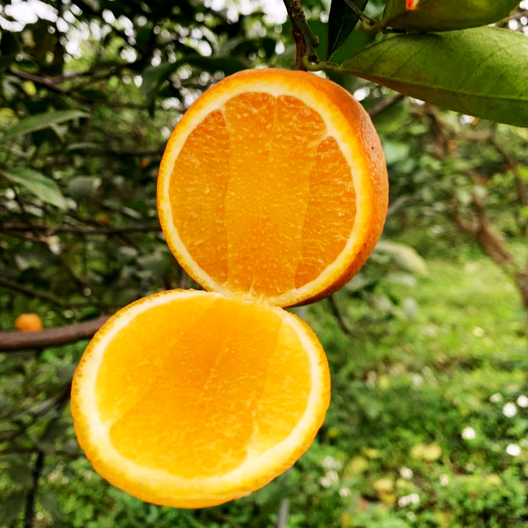 Không phải cam “tiến vua” xứ Nghệ, Việt Nam mới xuất hiện cam “ăn&quot; trứng “uống” mật, giá hơn 2 triệu đồng/kg- Ảnh 2.