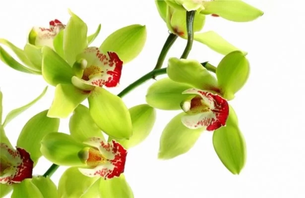 Độc lạ loài cây 5 năm mới nở hoa, gần 5 tỷ đồng cũng khó mua được, láng giềng Việt Nam có nhiều - Ảnh 1.