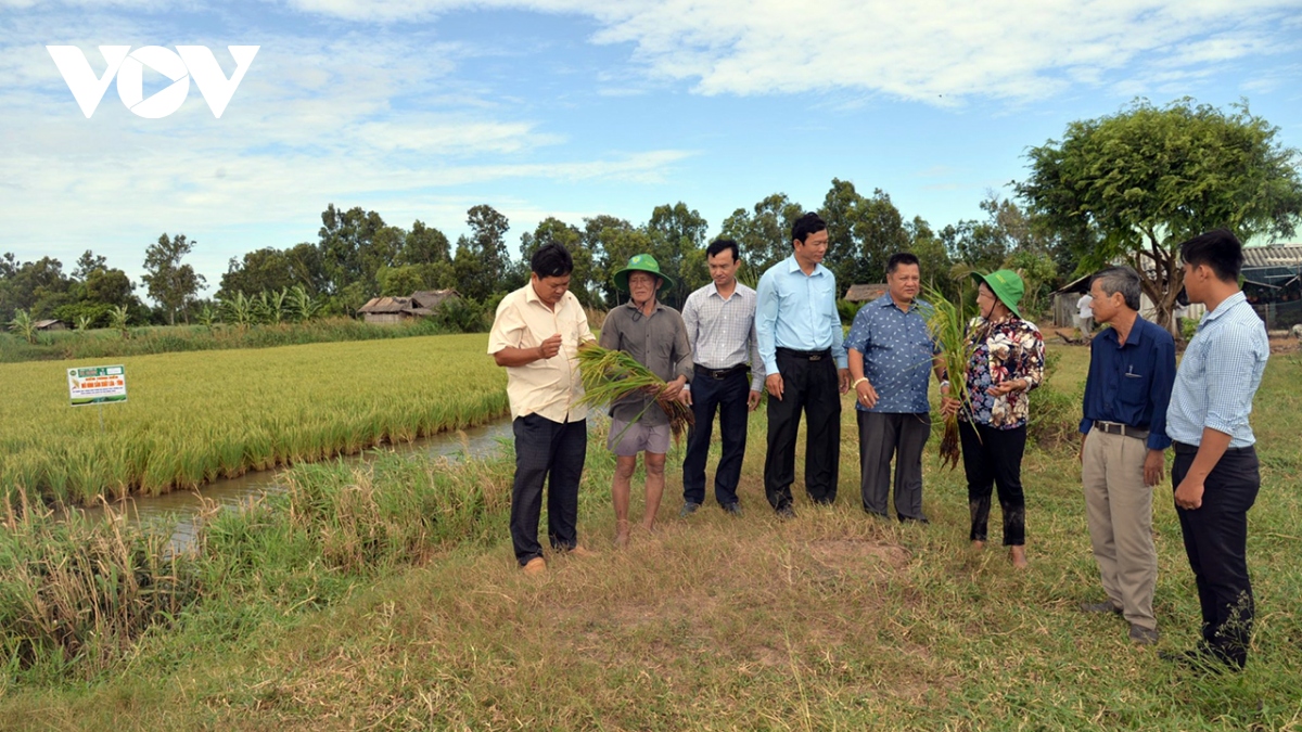 Giá lúa vụ Thu Đông tăng kỉ lục, nông dân Tiền Giang lãi khoảng 40 triệu đồng/ha - Ảnh 1.