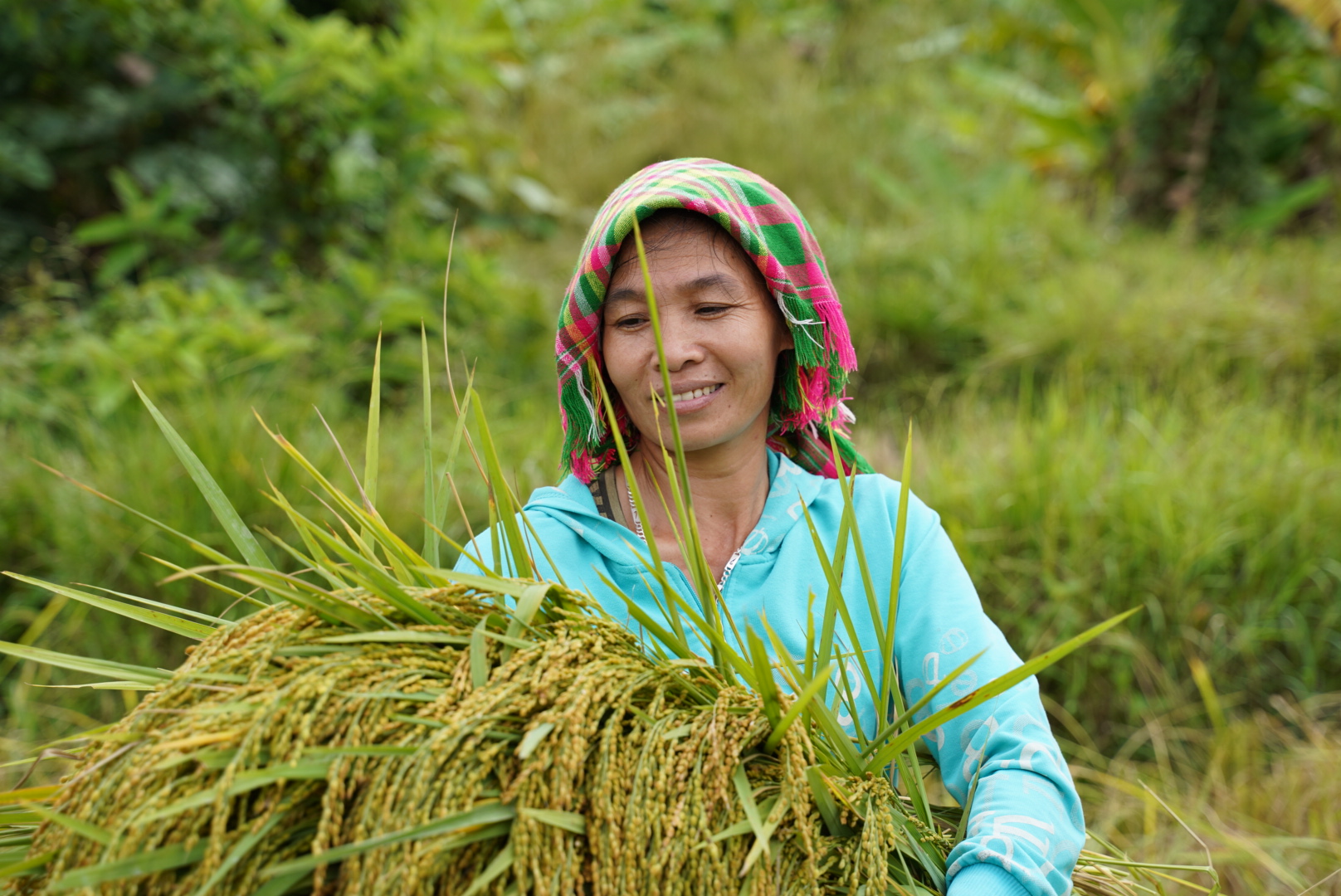 Người truyền cảm hứng làm nông nghiệp ứng phó biến đổi khí hậu ở xã bản vùng cao, đưa cây lúa địa phương thành &quot;đặc sản 3 sao&quot; nức tiếng - Ảnh 1.