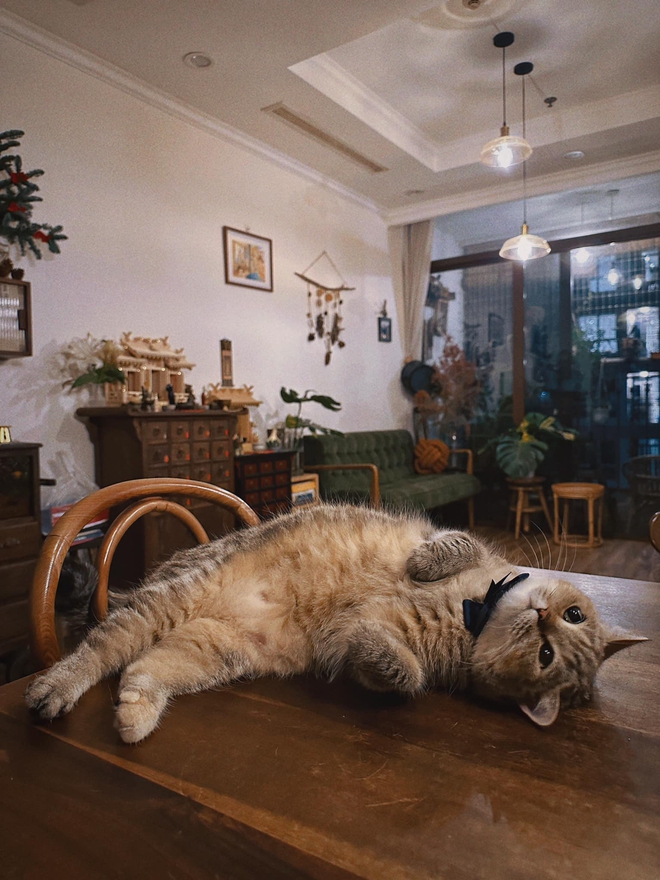 Jun Phạm rục rịch trang trí Giáng Sinh cho căn hộ 75m2: Không gian cực ấm cúng, chủ nhân tự nhận đẹp hơn quán cafe
