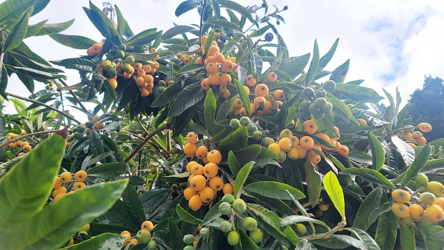 Cận cảnh biệt thự triệu đô 700m2 tại Mỹ của "chị đẹp" Thu Phương, có cả cây trái quen thuộc ở Việt Nam